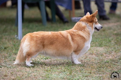 Étalon Welsh Corgi Pembroke - Narnia La caverne des anges