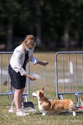 Étalon Welsh Corgi Pembroke - edlen house Zest