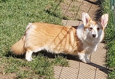 Étalon Welsh Corgi Pembroke - Sunday caramelle de La caverne des anges