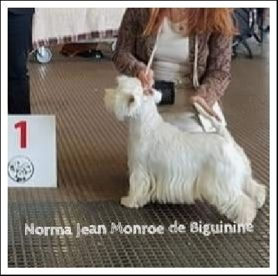 Étalon West Highland White Terrier - Norma jean monroe de Biguinine