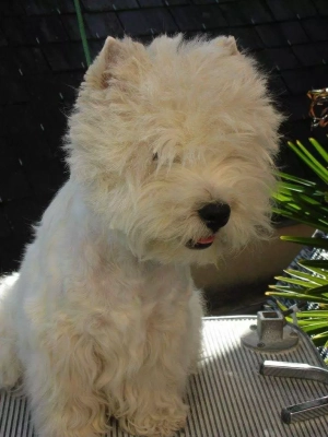Étalon West Highland White Terrier - CH. Just right de Willycott