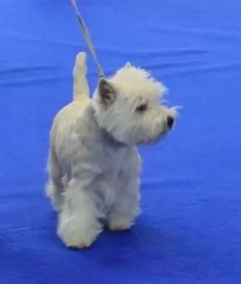 Étalon West Highland White Terrier - Silver shadow de Willycott