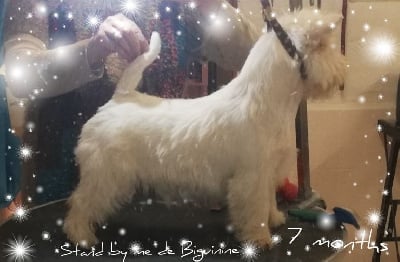 Étalon West Highland White Terrier - Stand by me de Biguinine