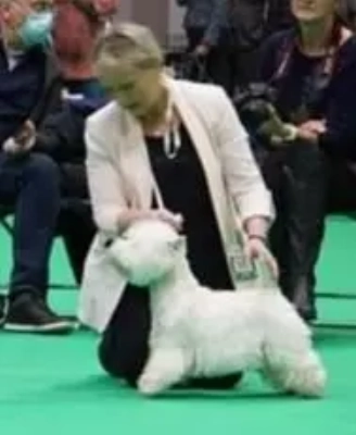 Étalon West Highland White Terrier - CH. Rainbow rhapsody de Willycott