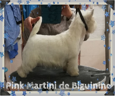 Étalon West Highland White Terrier - Pink martini de Biguinine