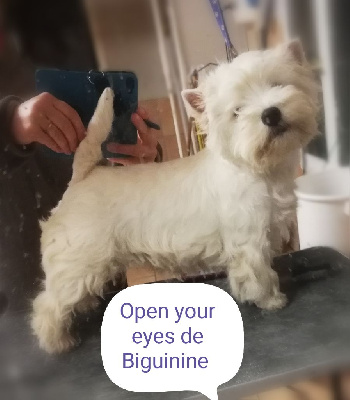 Étalon West Highland White Terrier - Open your eyes de Biguinine