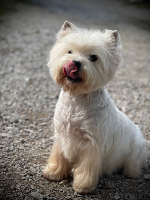 Étalon West Highland White Terrier - North girl De La Douce Source