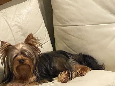 Étalon Yorkshire Terrier - Sam du manoir de la corbie