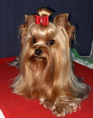 Étalon Yorkshire Terrier - Addicted for love Lizandro's Dream