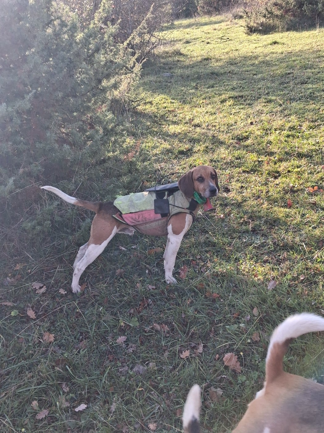 Publication : Des Meneurs d'Ariege