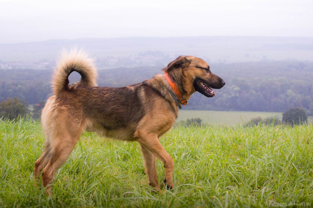 Publication : Di Pietre Bianche Auteur : Elevage di Pietre Bianche