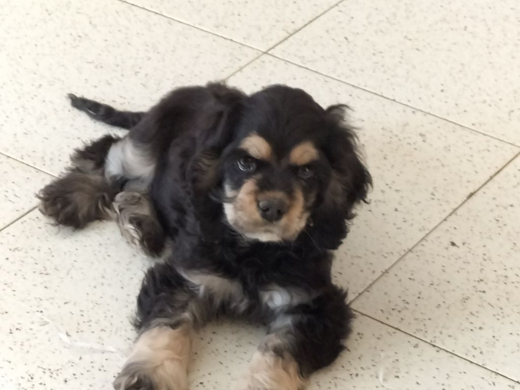 Publication : du domaine de Std Gladyce 