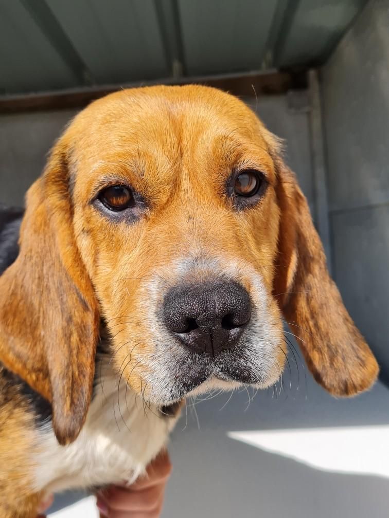 Publication : du mont de la chenaie 