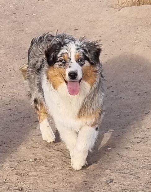 Publication : Du Domaine Du Clos Australien