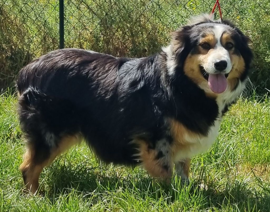 Outlander dit saphir Du Domaine Du Clos Australien