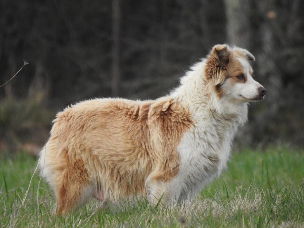 Malia Des Mille Et Un Rêves De Cobalt