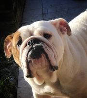 Publication : De L'Esprit Céleste Auteur : l'esprit Céleste 