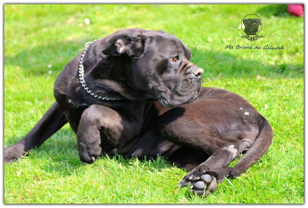 Publication : du Gilwesk