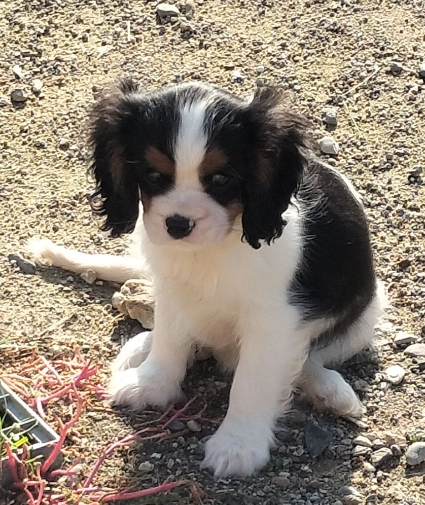 Publication : De la combe berail 