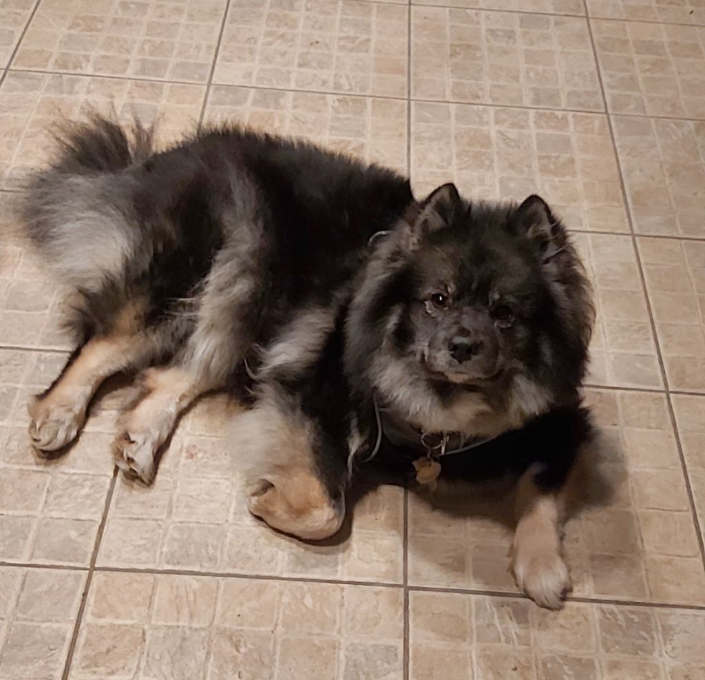 Publication : de l'Attrapeur de rêves