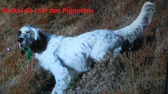 CH. Euskal De Lori Des Pignotes