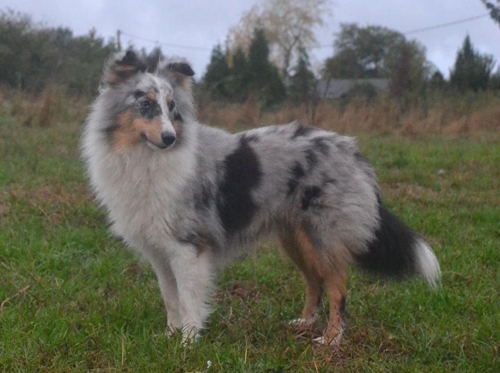 Publication : du Domaine De Kerparavelh Auteur : LAURENCE LASSADE