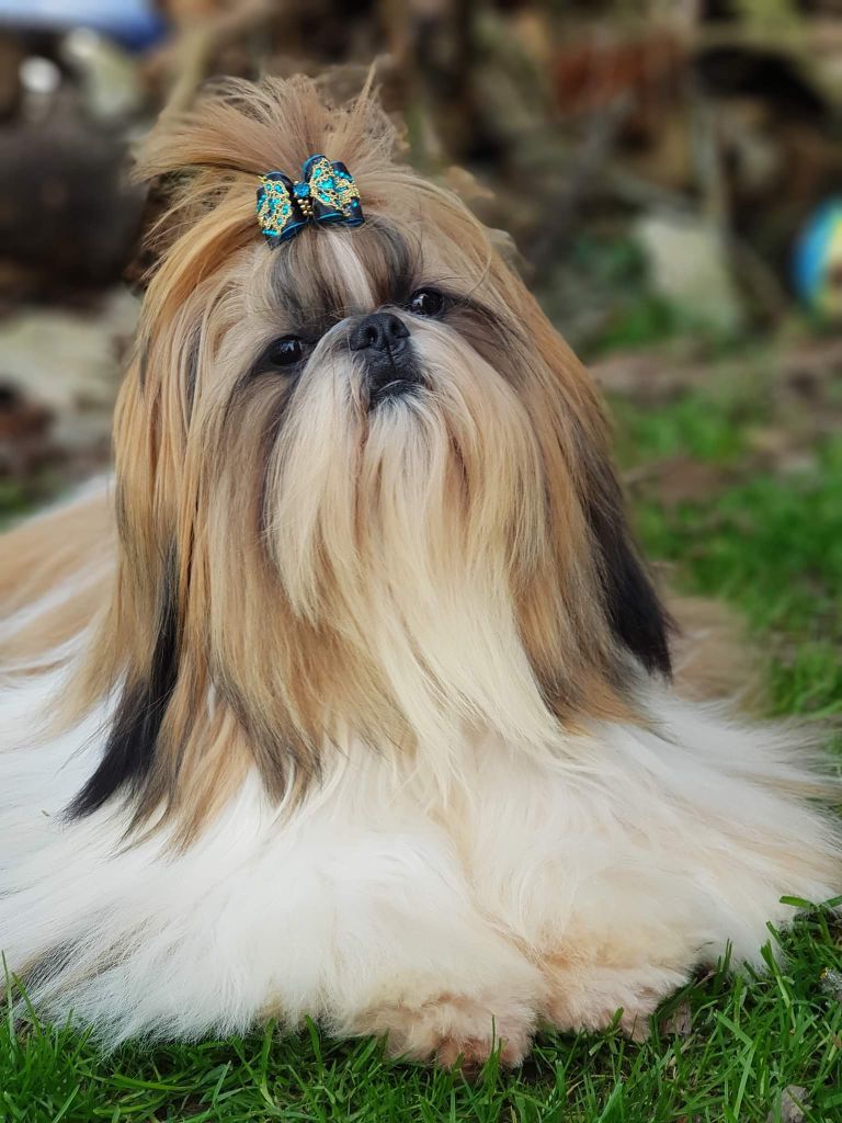 Publication : Tangalyfall