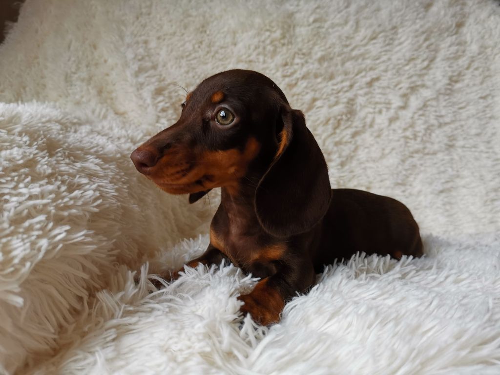 Publication : du Domaine de Ferôge