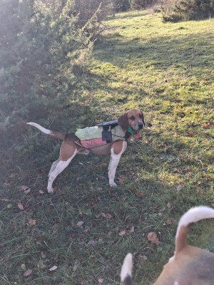 Étalon Beagle-Harrier - Solo des cerisiers de l'aval