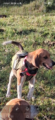 Étalon Beagle-Harrier - Samba des cerisiers de l'aval