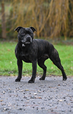Étalon Staffordshire Bull Terrier - Ready to ride de la Roche de l'Empereur