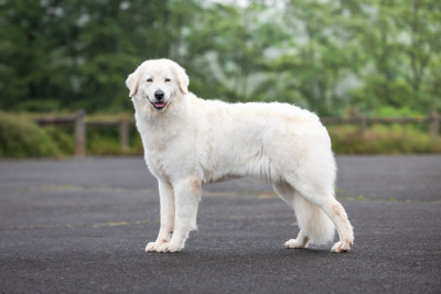 Étalon Berger de la Maremme et des Abruzzes - CH. Shiva dit cali (Sans Affixe)