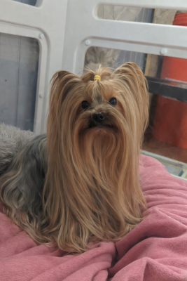 Étalon Yorkshire Terrier - Rubis de La Vallee Des Roses Rouges