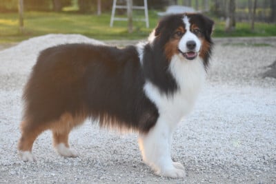 Étalon Berger Australien - Ever Haling Open your heart i'm here aka owen