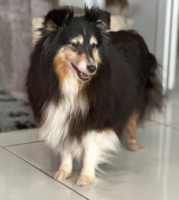 Étalon Shetland Sheepdog - Nessie love for ever Des Gardiens Du Flot Bleu