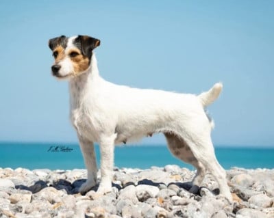 Pookie Des Arrêts De Cremont