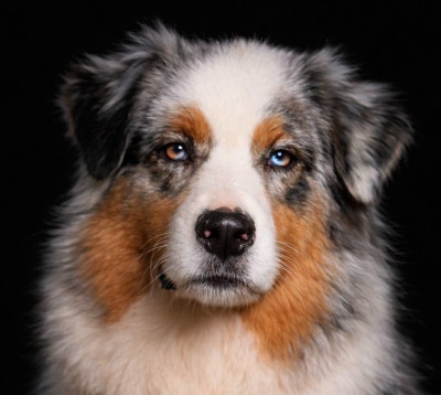 Étalon Berger Australien - Saturday night fever du Chemin de la Lune aux Reves