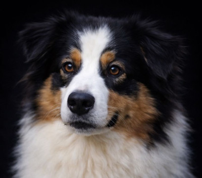 Étalon Berger Australien - Our precious pearl du Chemin de la Lune aux Reves