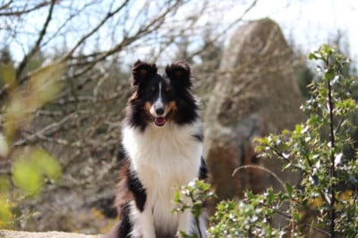 Étalon Shetland Sheepdog - Riley De la foret des reves bleus