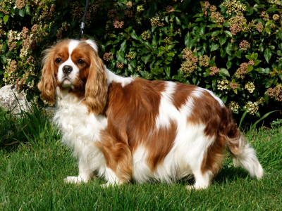 Étalon Cavalier King Charles Spaniel - Raven De La Bergerie D'Argent