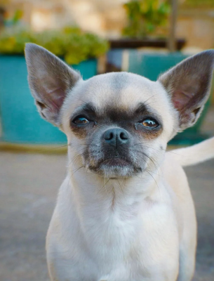 Étalon Chihuahua - Ruby De La Forêt Des Bergers