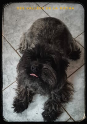 Étalon Cairn Terrier - Rapsodie des vallées de la Rocha