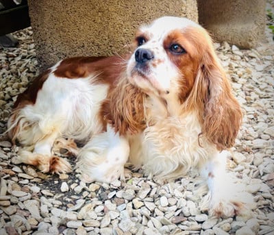 Étalon Cavalier King Charles Spaniel - SpÃ©cial spice Du Bois Des Girardons