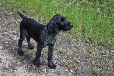 Étalon Chien d'arrêt allemand à poil dur - Saga Vom Honeckerberg