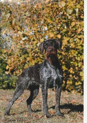 Étalon Chien d'arrêt allemand à poil dur - CH. Onore Vom Honeckerberg