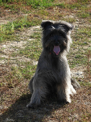 Étalon Berger des Pyrenees à poil long - Ohana Des Plaines De Tigny