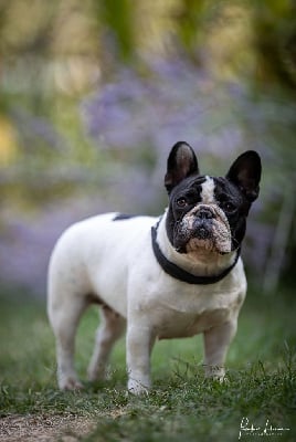 Étalon Bouledogue français - Piensa en mi marisa paredes Von Boule D'esteix