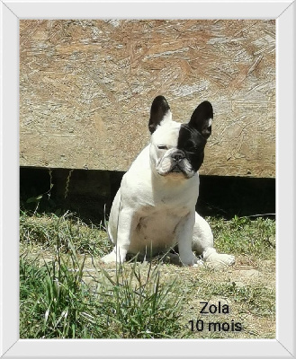 Étalon Bouledogue français - R'zola De L'Elite Royal Dog