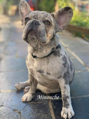 Étalon Bouledogue français - Sheti aka minouche Descendant d'Ares