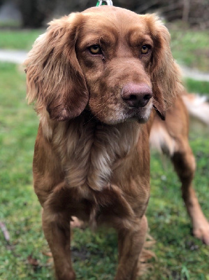 Étalon Chien d'Oysel allemand - Rio Du Val Des Houchis